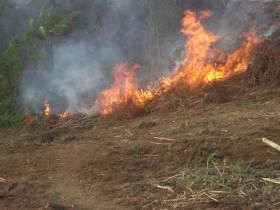 hot-spot-kebakaran-hutan